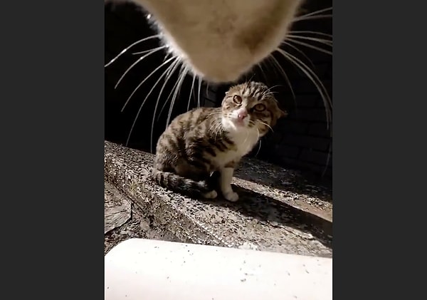 He's given all cats a run for their money!