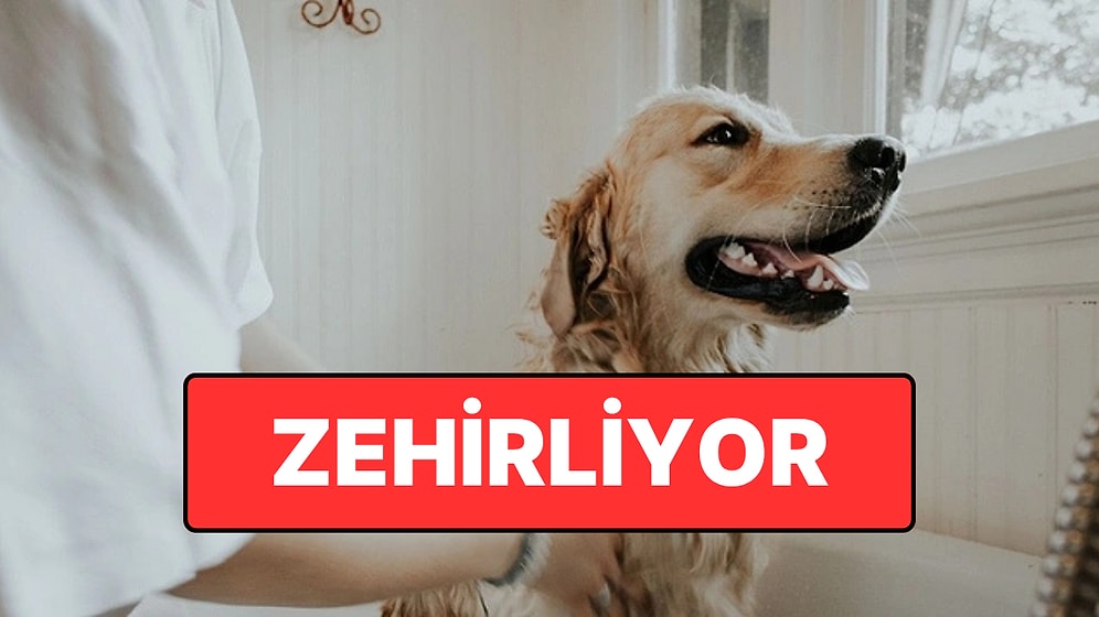 Zehirliyor: Evcil Hayvanınızı Tehlikeye Atan Ürün Açıklandı