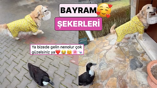 Bayramda Komşularına Şeker Dağıtmak İçin Kapı Kapı Gezen Ördek ve Köpek Gününüzü Güzelleştirecek