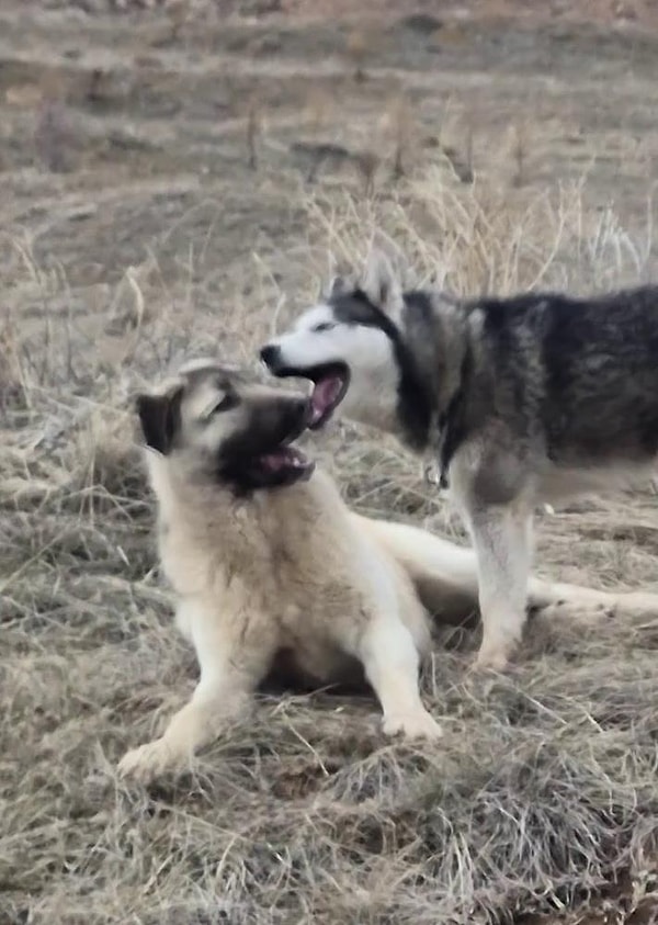 Sivas’ta yaşayan uzman kangal yetiştiricisi Hüseyin Yıldız, kaybolan yavru kangalını günlerce aramasına rağmen bulamadı.