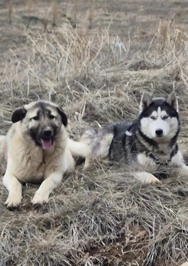 İki hayvanın birbirlerini sevdiğini söyleyen Hüseyin Yıldız şunları söyledi: