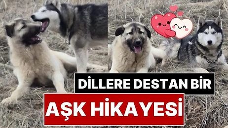 Dillere Destan Bir Aşk Hikayesi: Yavru Kangal Gönlünü Sibirya Kurduna Kaptırdı