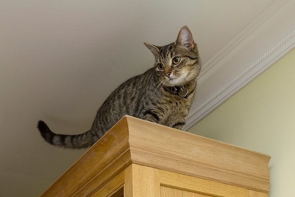 Ev içerisinde kedilerin doğal içgüdülerini tatmin edecek dikey tırmanma alanları, tırmalama yüzeyleri ve saklanma noktaları oluşturulması, fiziksel sağlık kadar ruhsal sağlığı da destekliyor.