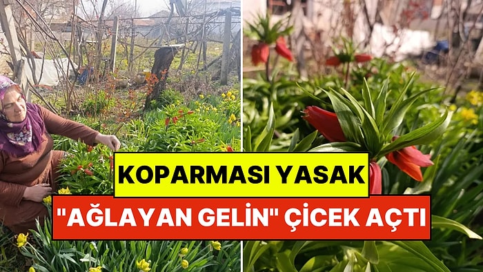 Halk Arasında ''Ağlayan Gelin'' Adıyla Bilinen Bu Çiçeği Şehir Dışından Bile Görmeye Gelen Var!