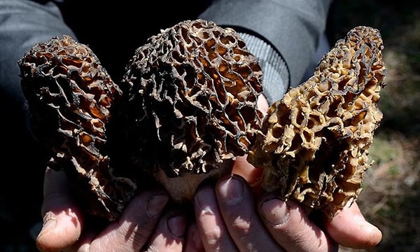 Yöre halkı için hem geçim hem motivasyon kaynağı oluyor