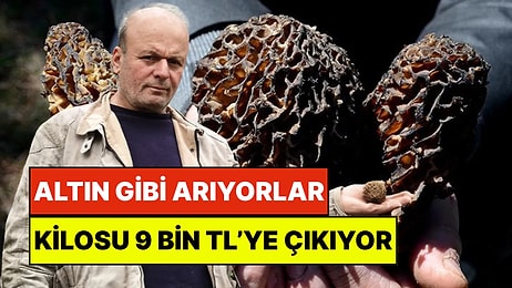 Bu Mantarı Gören Altın Bulmuş Gibi Seviniyor: Kilosu 9 Bin TL'ye Kadar Çıkıyor