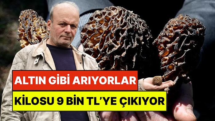 Bu Mantarı Gören Altın Bulmuş Gibi Seviniyor: Kilosu 9 Bin TL'ye Kadar Çıkıyor