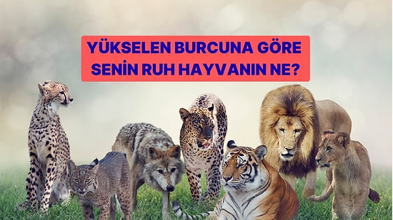 Yükselen Burcuna Göre Ruh Hayvanını Söylüyoruz!