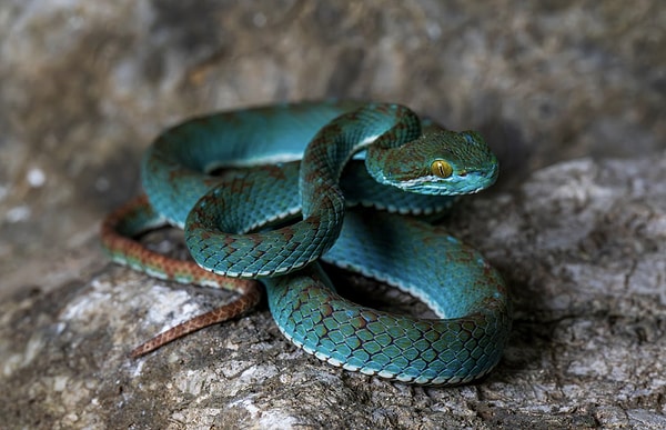 Bilimsel değerine rağmen bu "kayıp dünya" ciddi antropojenik tehditler altındadır.