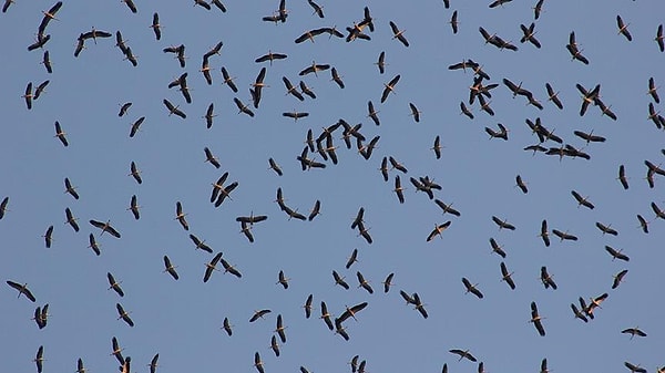 İstanbul semalarından dev leylek sürüsü geçecek!