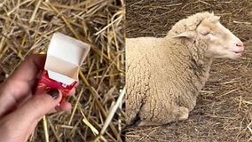 A Woman Just Filmed the Ultimate Gum Commercial With Her Farm's Sheep!