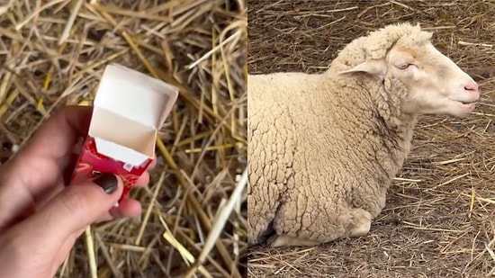 A Woman Just Filmed the Ultimate Gum Commercial With Her Farm's Sheep!