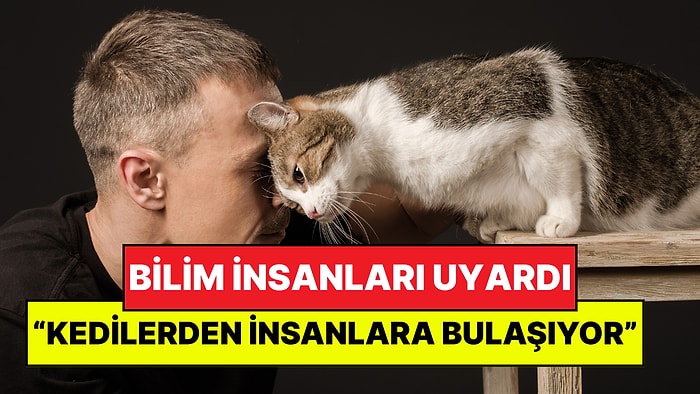 Bilim İnsanları Uyardı: Kedilerden İnsanlara Bulaşan Tehlikeli Mantar Yayılıyor