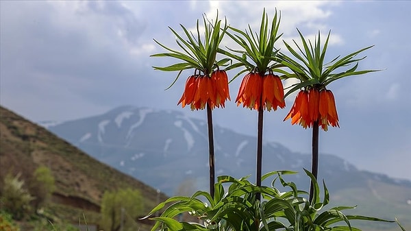 Ters lale, halk arasında "Ağlayan Gelin" ya da "Hüzün Çiçeği" adıyla biliniyor.