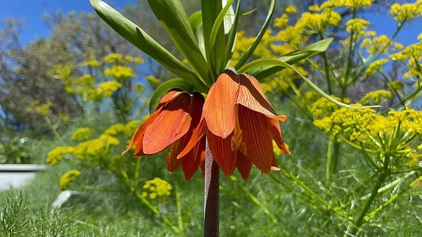 Bir ters laleyi koparmanın cezası, 577 bin TL.