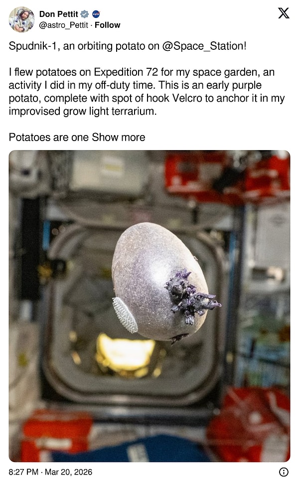 Neye baktığımızı açıklayalım: Filizlenen bir mor patates! 😂