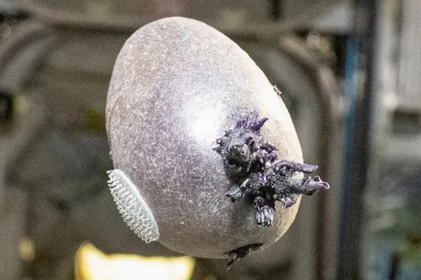 Dokunaçlı bu oluşum, Uluslararası Uzay İstasyonu'nda görüntülenince paniğe yol açtı.