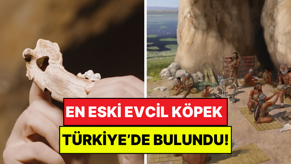 15 Bin Yıldır İnsanın En İyi Dostu: Bilinen En Eski Evcil Köpek Türkiye'de Bulundu!