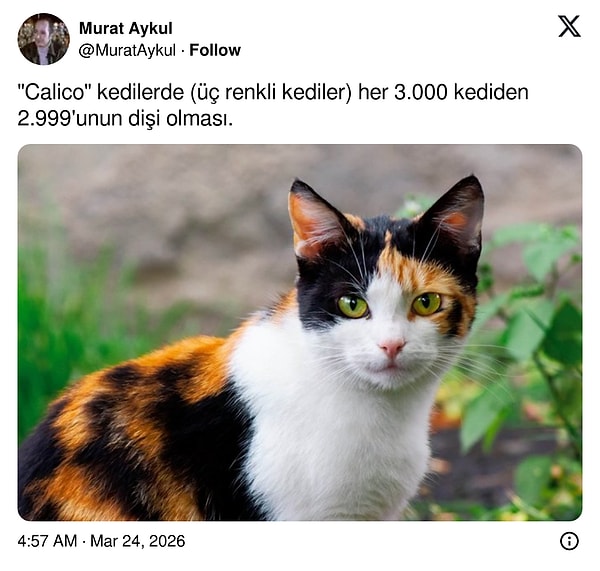 Bazıları da ortamlarda satmalık olanları...