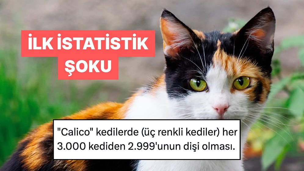 İstatistiklere Dair İlk Şoklarını Paylaşarak Bilgiye Doyuran Kişiler