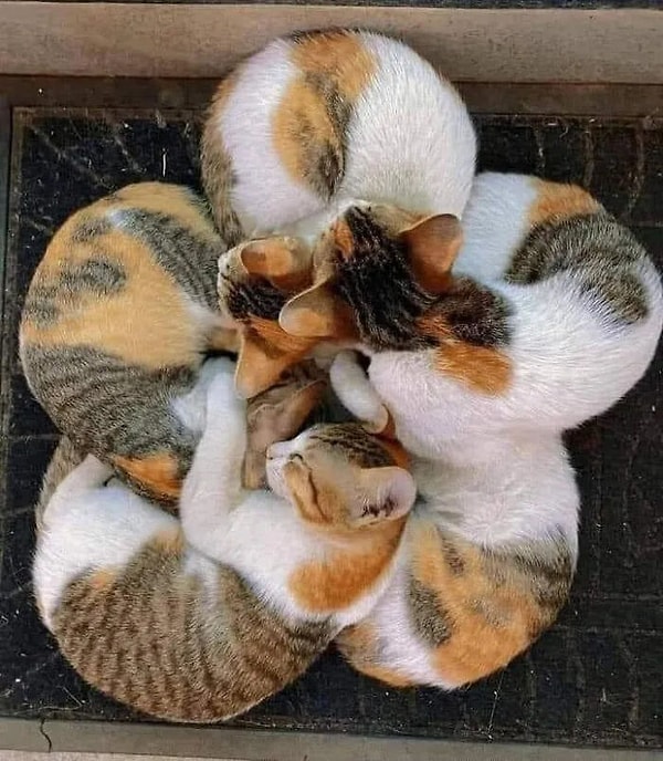 2. Dünyayı yöneten gizli örgütün tek fotoğrafı.