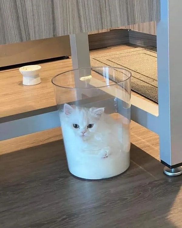 7. "Kediler sıvıdır" diyenlere inanmayanlara gelsin.