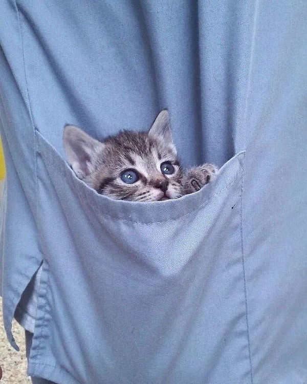 8. Cep boy kedi. Daha ne ister insan?