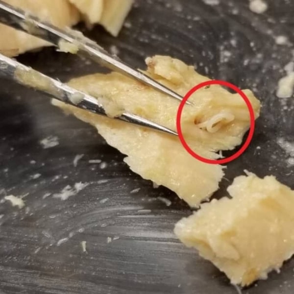 Zaman içinde chum ve pink somonlarda parazit sayılarının artması, ekosistemin istikrarlı ya da iyileşmekte olduğuna işaret ederken; coho ve sockeye somonlardaki sabit değerler, farklı çevresel etkilerin varlığını gösteriyor.