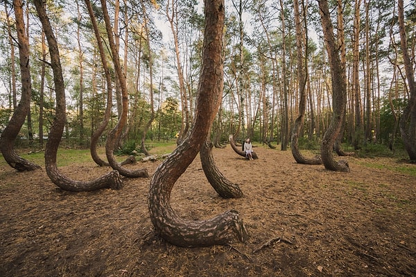Araştırmacılar bu ağaçların oluşumunu daha iyi anlamak için ağaçların oluşum sürecini tekrarlamayı hedefliyor.
