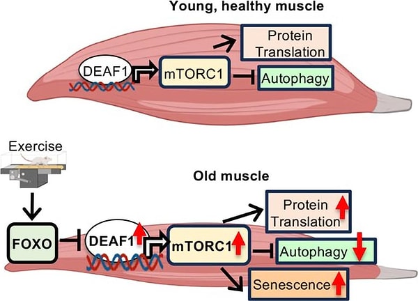 Duke-NUS Medical School