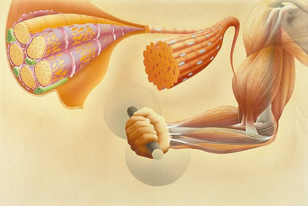 Kas dejenerasyonunun temel nedeni olan mTORC1 dengesine odaklanıldı.