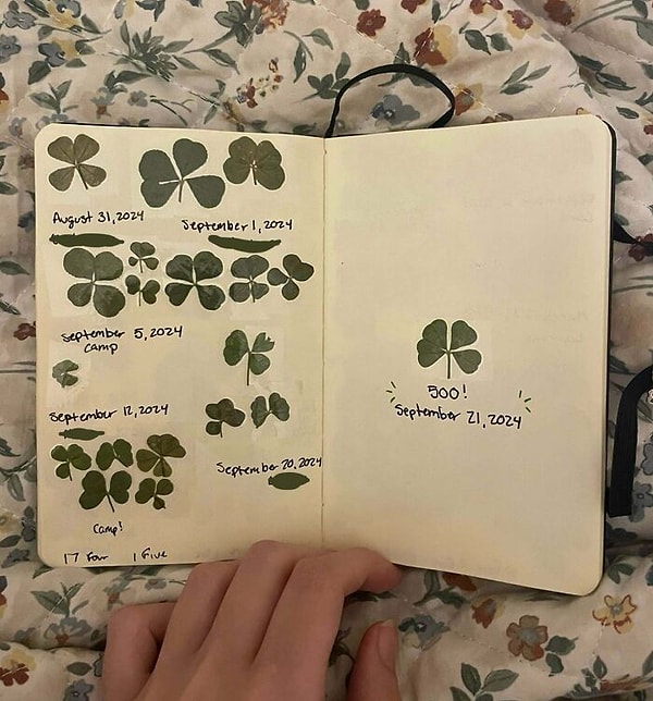 5. Dört yapraklı yonca koleksiyonunu başka yerde göremezsiniz!