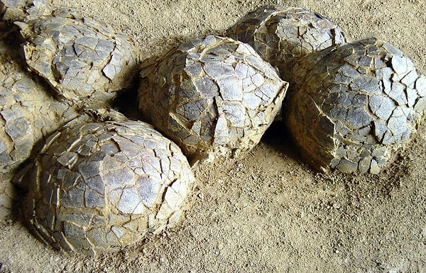 Yumurtalar için çetin doğa koşullarında paleontolojik mücadele
