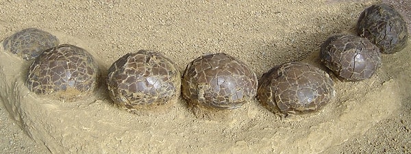 70 milyon yıllık korunma antik seller sayesinde gerçekleşti.