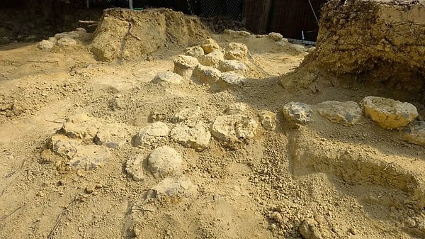 Sahadaki bulgular, bölgenin tek bir türden ziyade bir "ekolojik merkez" olarak kullanıldığını gösteriyor.