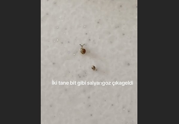 Peki bu salyangozları fark etmeden tüketirsek ne olur?