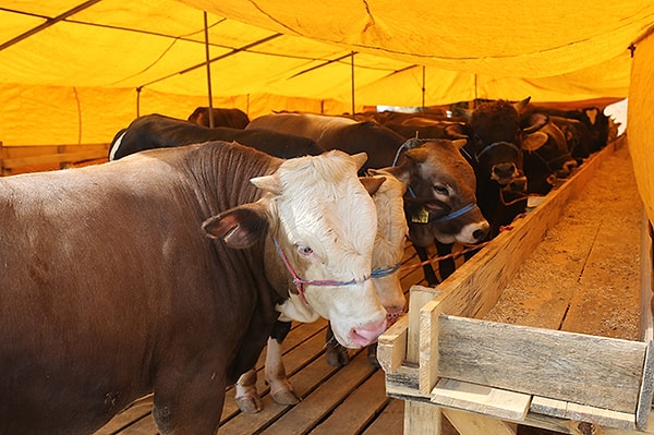 Kurban Bayramı ne zaman?