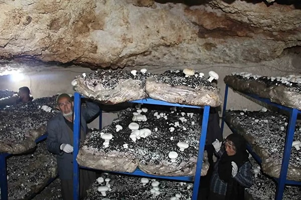 Geleneksel miras modern girişimcilik ile yaşatılıyor.