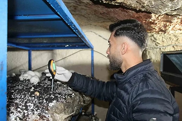 Mağarada yetişen mantarlar bölgesel kalkınmaya da fayda sağlıyor.