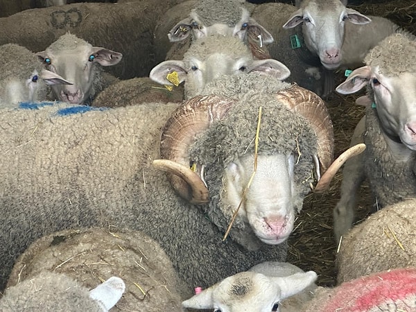 Bandırma’da düzenlenen damızlık koç satışında, bir Merinos koçu tam 1 milyon 110 bin liraya alıcı buldu.