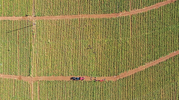 Tarlada çürümeye bırakılan bitki sapları artık katma değerli malzemeye dönüşüyor.