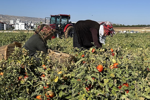 "Türkiye'de yılda yaklaşık 14-15 milyon ton domates üretiliyor."