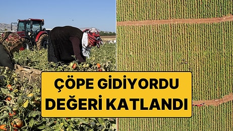 Tarlada Çürümeye Terk Ediliyordu, Artık Servete Dönüştü!