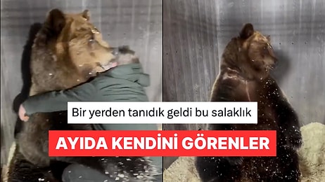 Ölçü Alan Veterinerin Sarıldığını Zanneden Ayıyla Empati Kuran Kişiler