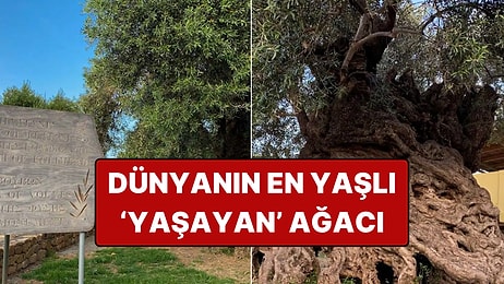 Dünyanın En Yaşlı Yaşayan Ağacı Tam 4 Bin Yaşında!