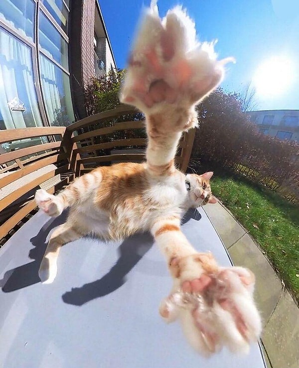 2. Kediler göbeklerinin sevilmesini istemiyorsa o zaman neden göbekleri var? Biri bunu açıklasın