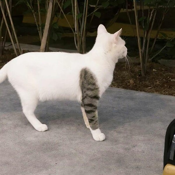 8. Kedilere de dövme yaptırmayın be kardeşim.