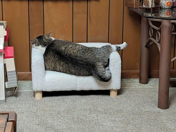 11. 15 dakika koşturduktan sonra kediler, kedilerimiz... Babaları aratmıyorlar vallahi