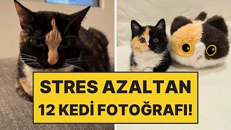 Kedi Sahiplenmek İçin 12 Eğlenceli Sebep!
