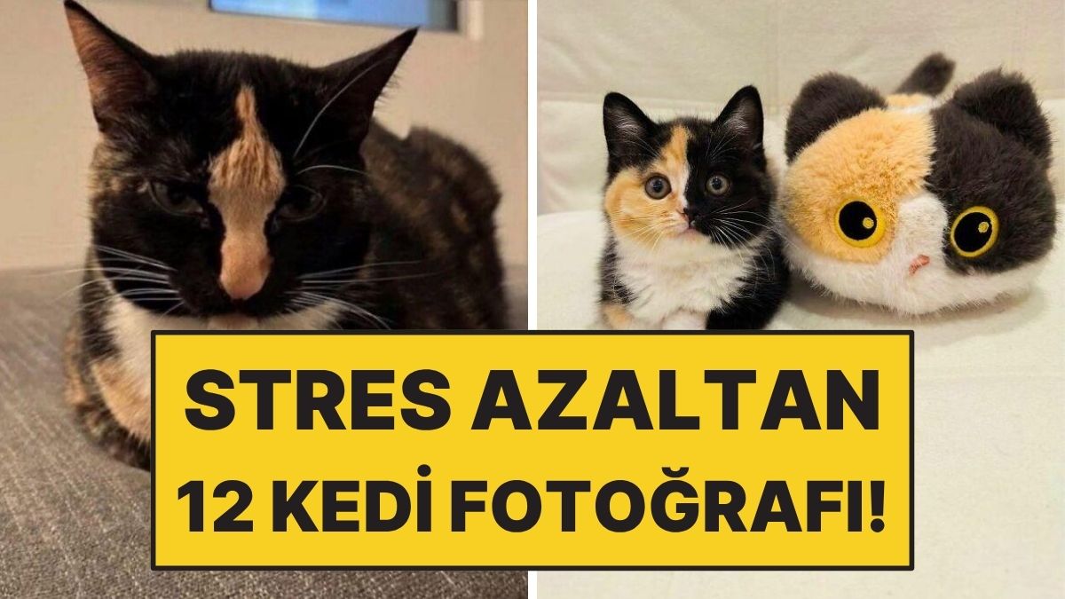 Kedi Sahiplenmek İçin 12 Eğlenceli Sebep!